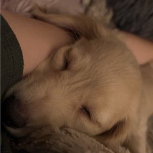 hello! i’m trying to find cheap clothes for my new dachshund puppy!